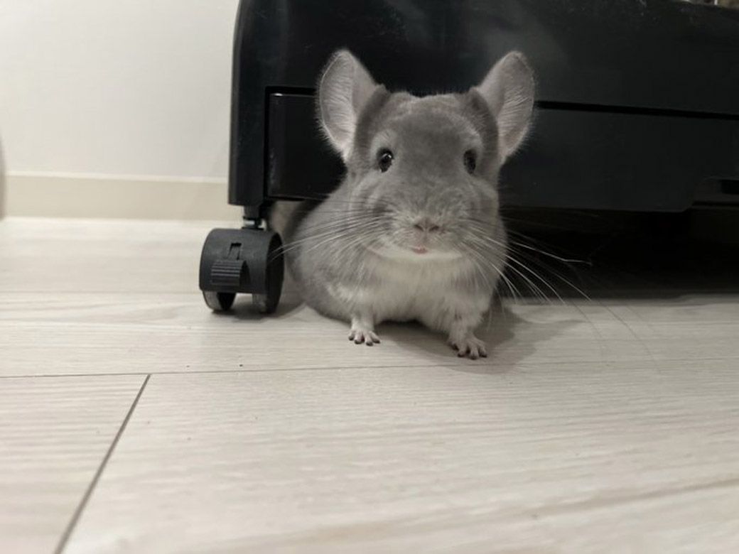チンチラ