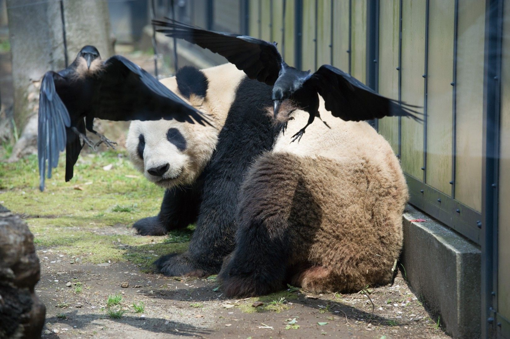 巣作りのため、カラスが毛をむしりに来ても嫌がらないリーリー（オス）。リーリーはシャオシャオとレイレイのお父さん。2014年4月9日撮影（写真：高氏さん提供）