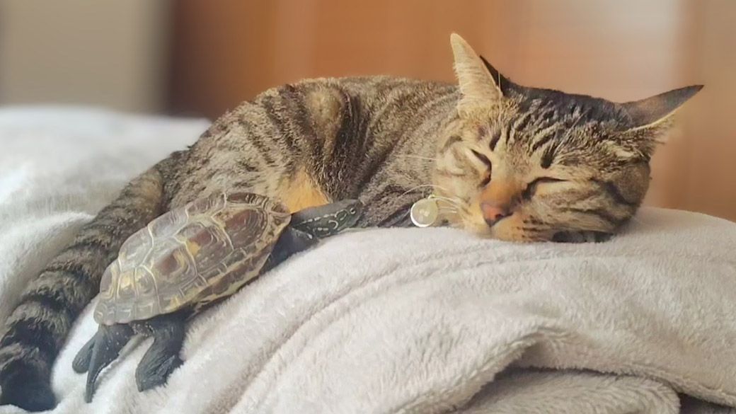 亀の軍曹くんと猫の小雪ちゃんの友情は続く（写真提供：あめちさん）