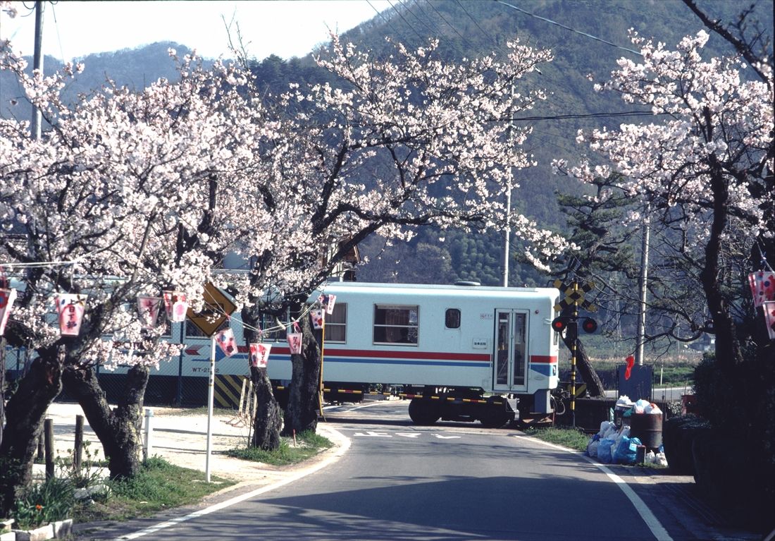 桜の咲く中を走る若桜鉄道の列車（撮影：南正時）