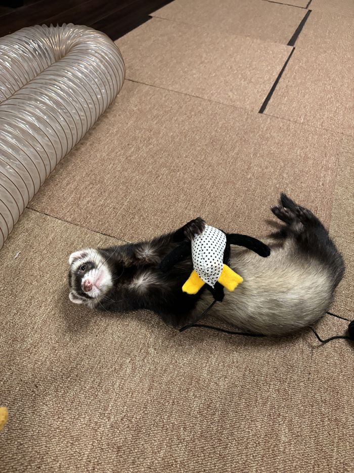 マロンくんの存在が、長年連れ添った夫婦に新しい風を運んできてくれた（写真提供：ミキさん）