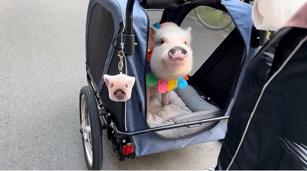 おもちくんのペットカート。こちらも大型犬用（写真提供：しおりさん）