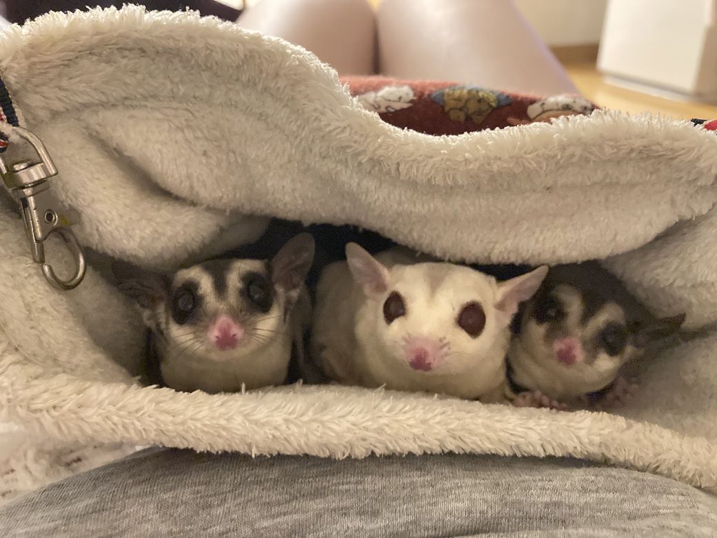 ポーチの中にもぐり、もえさんのお腹の上でくつろぐチャナちゃんとその娘たち（写真提供：ひろさん）