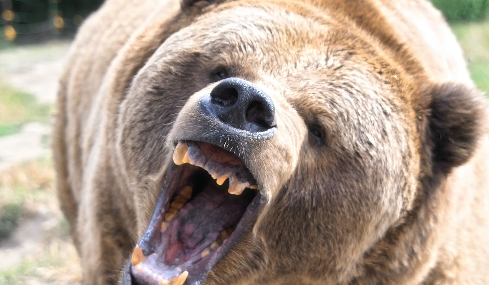 田舎の山に 草食系クマ が増加した意外な背景 リーダーシップ 教養 資格 スキル 東洋経済オンライン 経済ニュースの新基準