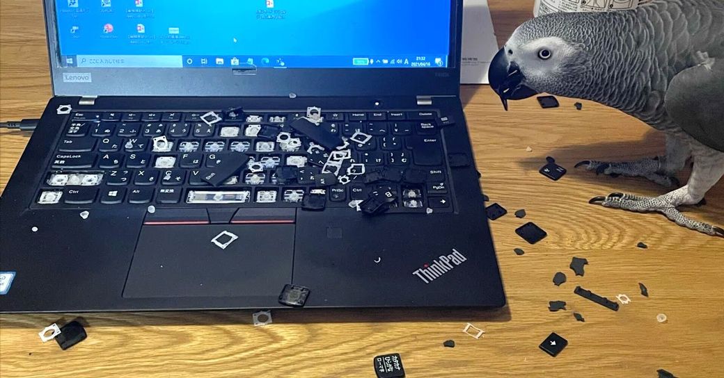 コロナを期にカマタさんの仕事はリモートワークに切り替わった（写真提供：カマタさん）