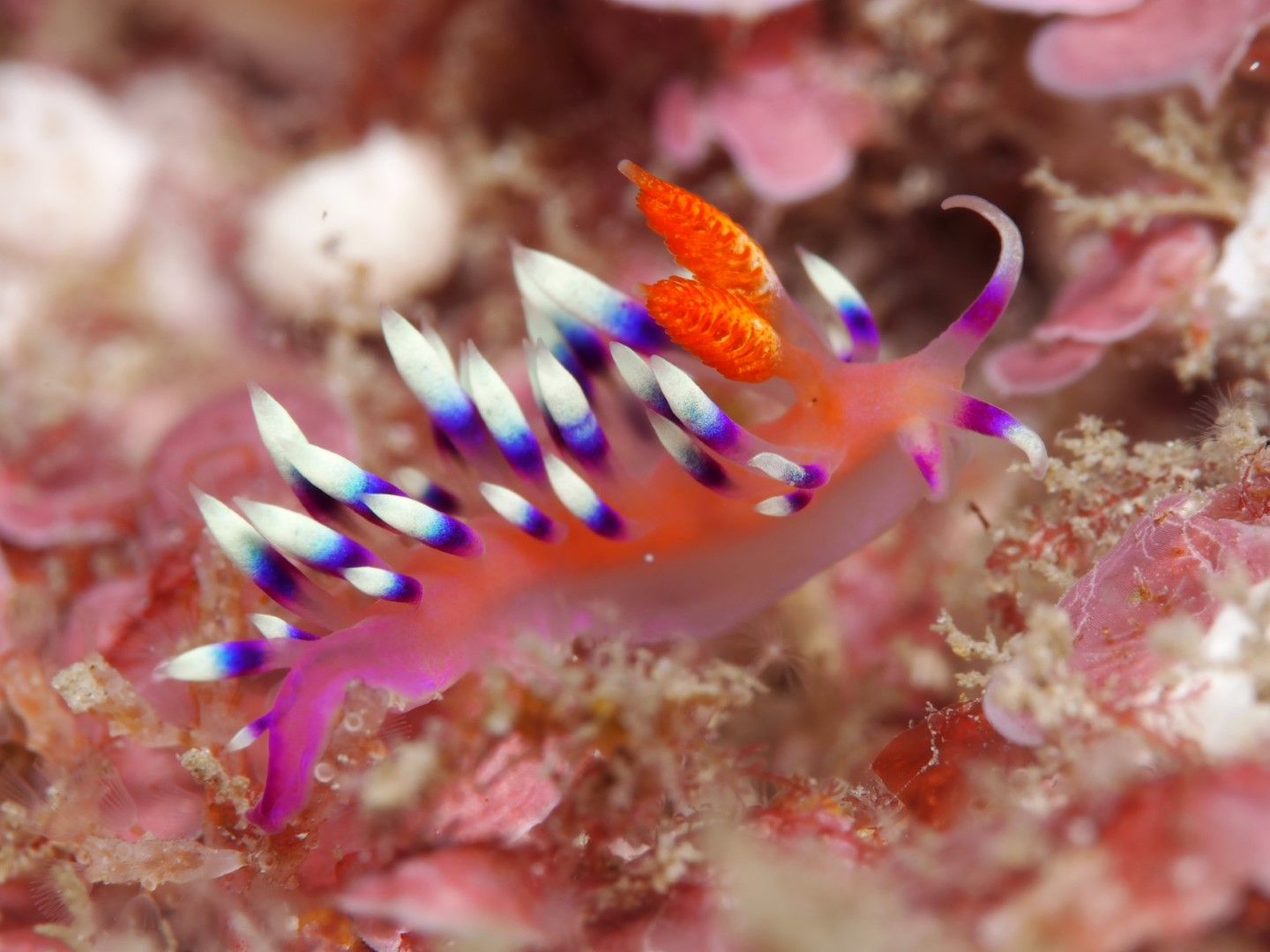 アデヤカミノウミウシ。体長14mm（写真：今本さん提供）