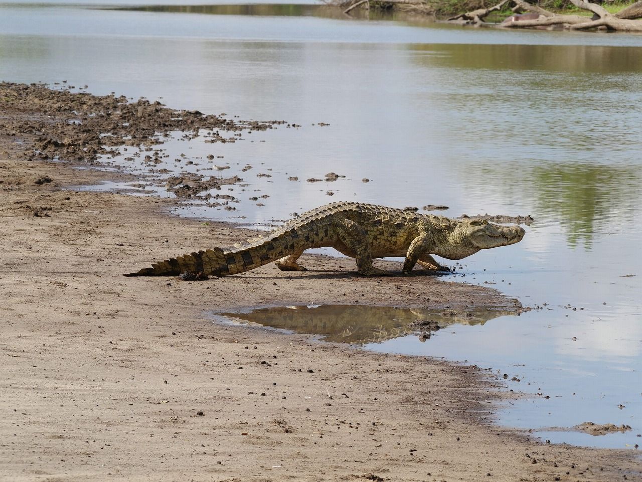 突如、岸部に現れたナイルワニ。どこから出てくるかわからず、スリル満点（写真：Jason Ko提供）