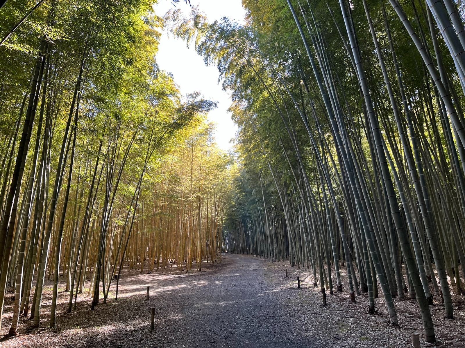 若竹の杜 若山農場