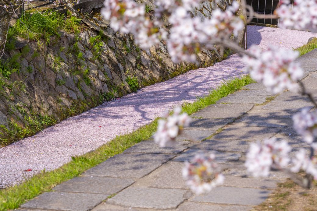 散ったあとの花びらが川面を流れる「花筏」（画像：でじたるらぶ／PIXTA）