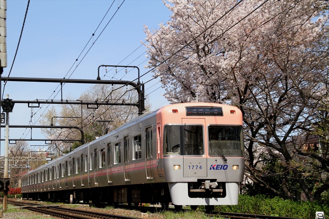満開の桜と桜色の井の頭線電車（撮影：南正時）