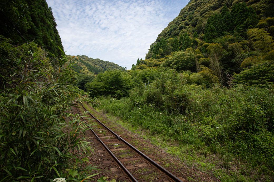 深い緑の中を列車は進む（写真：筆者撮影）