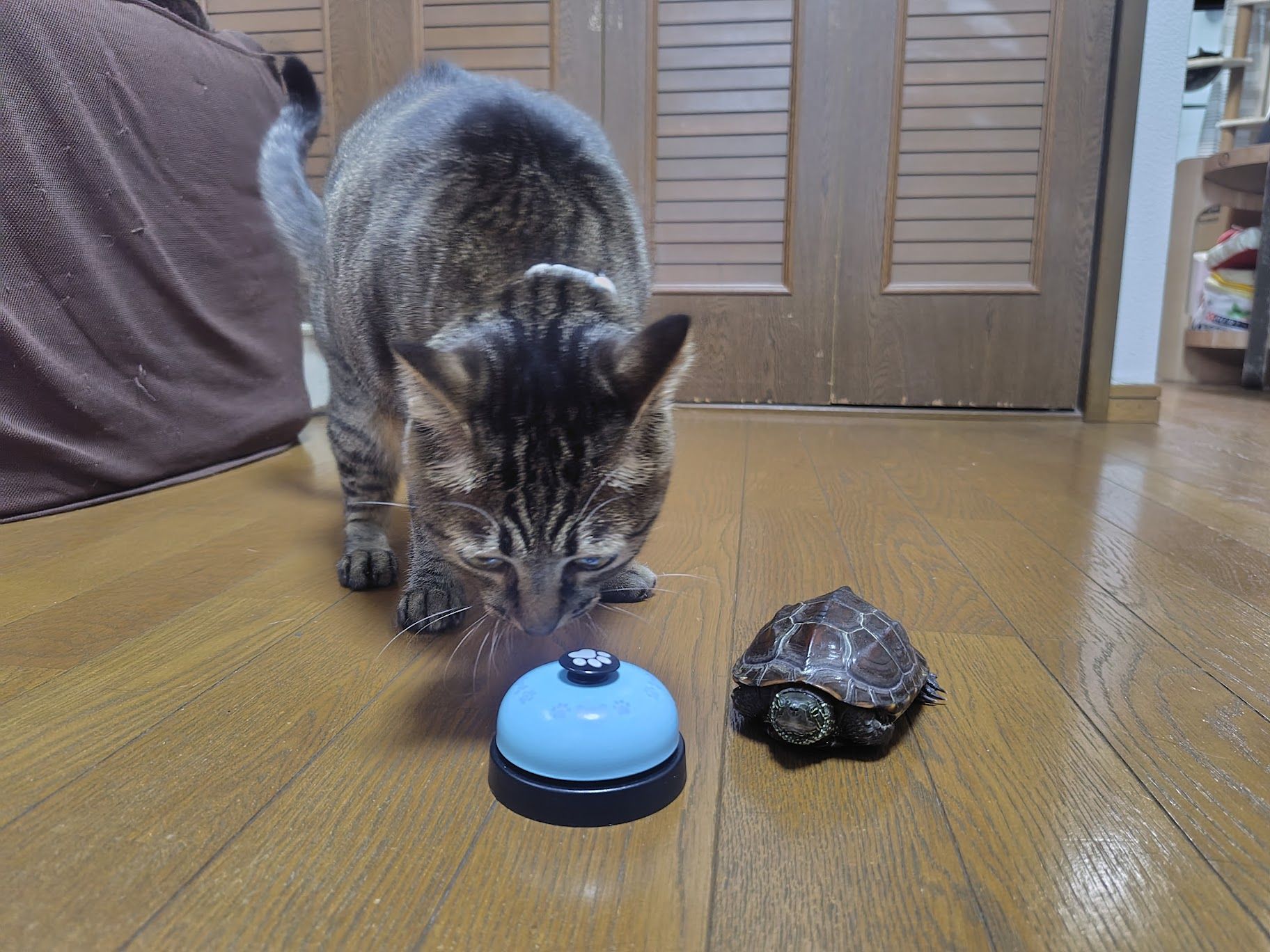 ベルに挑戦する小雪ちゃんと軍曹くん（写真提供：あめちさん）