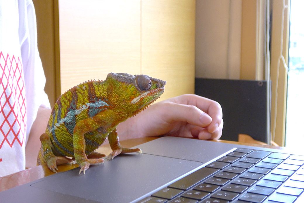人懐っこいカメレオンは、積極的に飼い主とコミュニケーションをとるという（写真提供：山村さん）