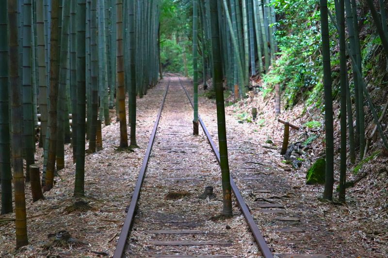 レールの間から新しく生えてきた竹に「たけちよ」という愛称が付けられている（写真：倉吉観光MICE教会）