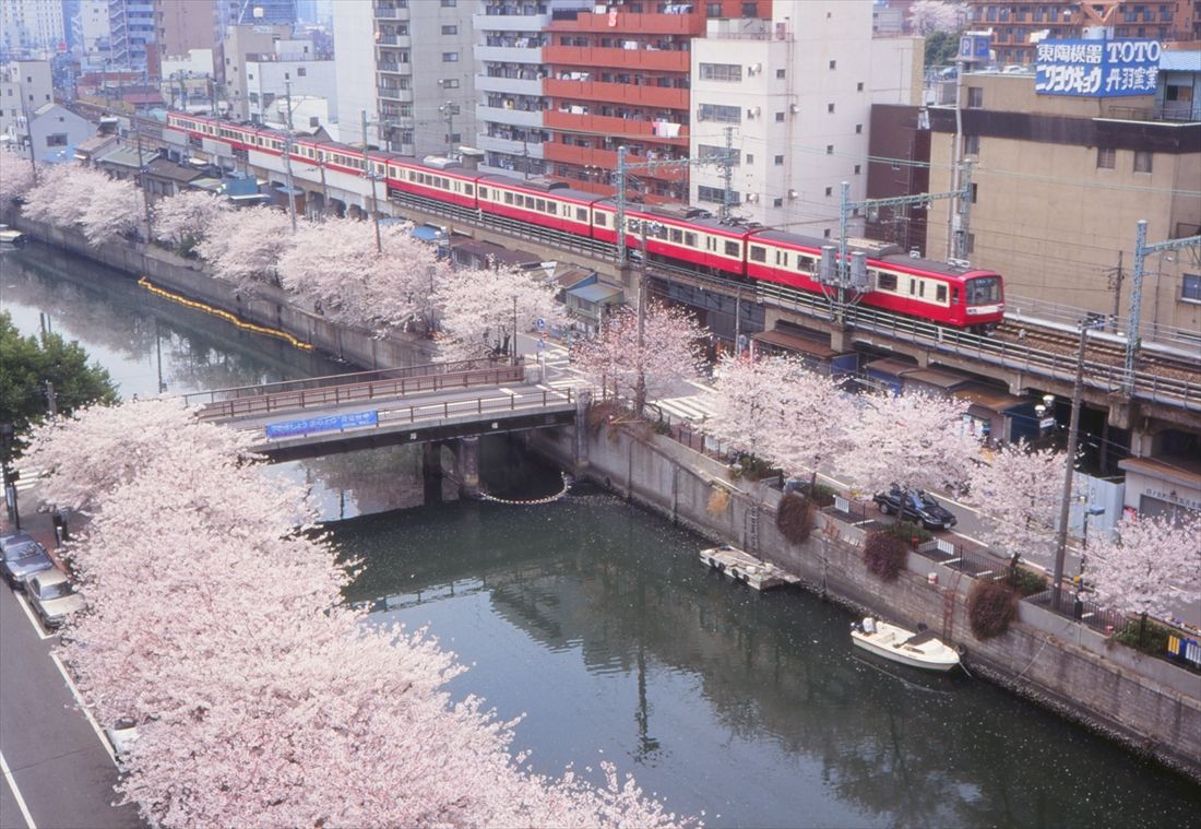 桜の咲き乱れる日ノ出町付近を走る2000形（撮影：南正時）