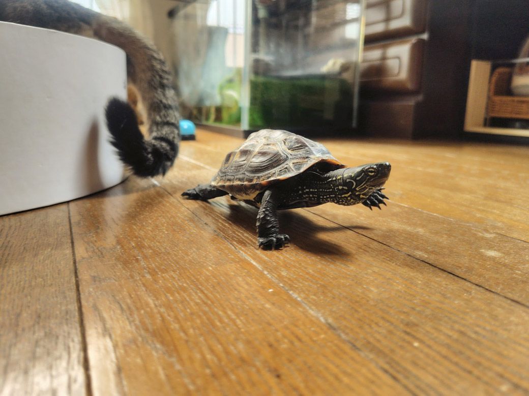 （写真提供：あめちさん）