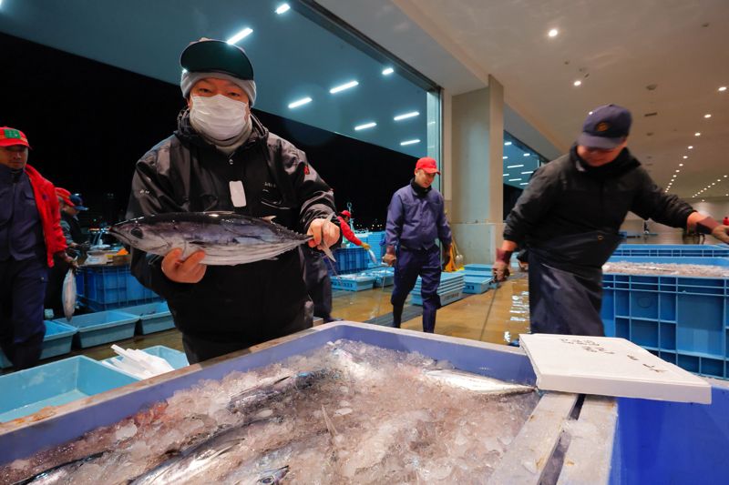 水揚げされたカツオ。これが即座にタタキに加工され新幹線に乗って大阪を目指す（筆者撮影）
