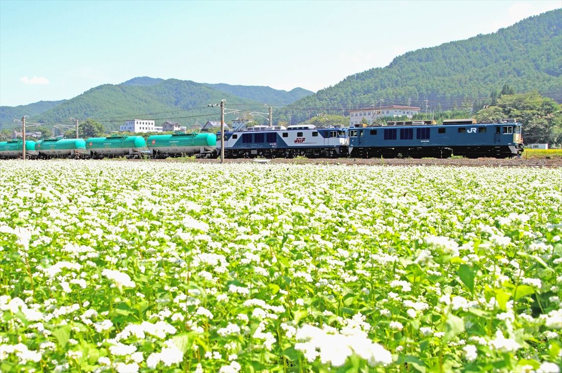 中央西線の日出塩付近、一面の蕎麦畑の中を走るEF64形1000番台重連牽引の貨物列車（撮影：南正時）