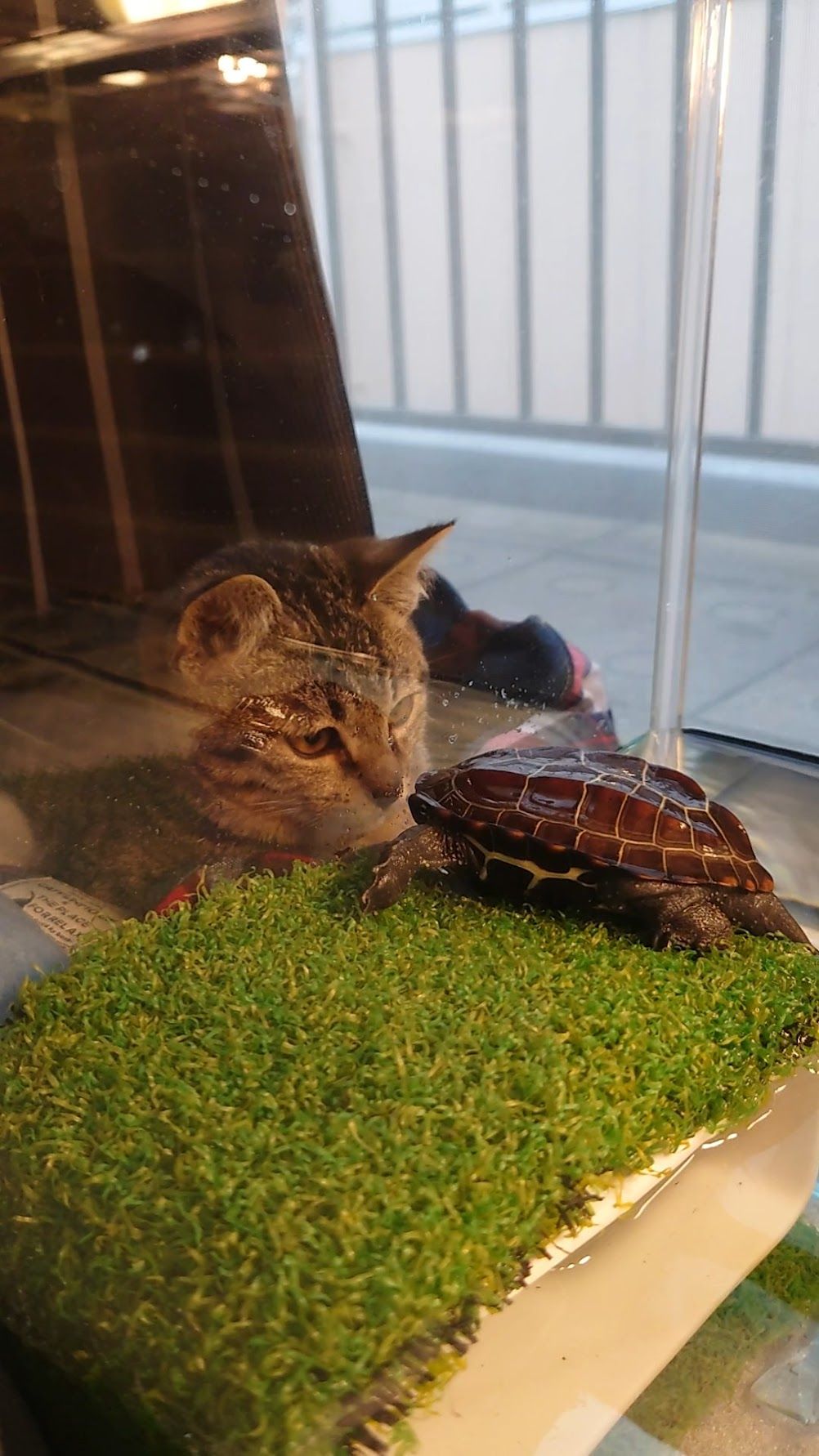 迷い猫・小雪ちゃんは軍曹くんに興味津々。水槽の前から離れなかった（写真提供：あめちさん）
