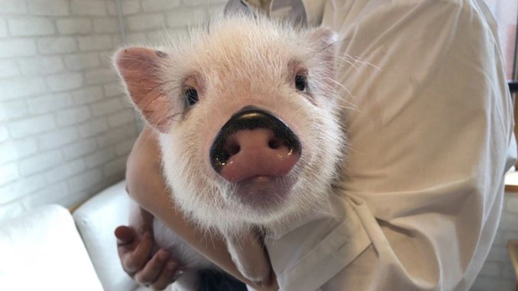 生後6ヵ月頃のおもちくん（写真提供：しおりさん）