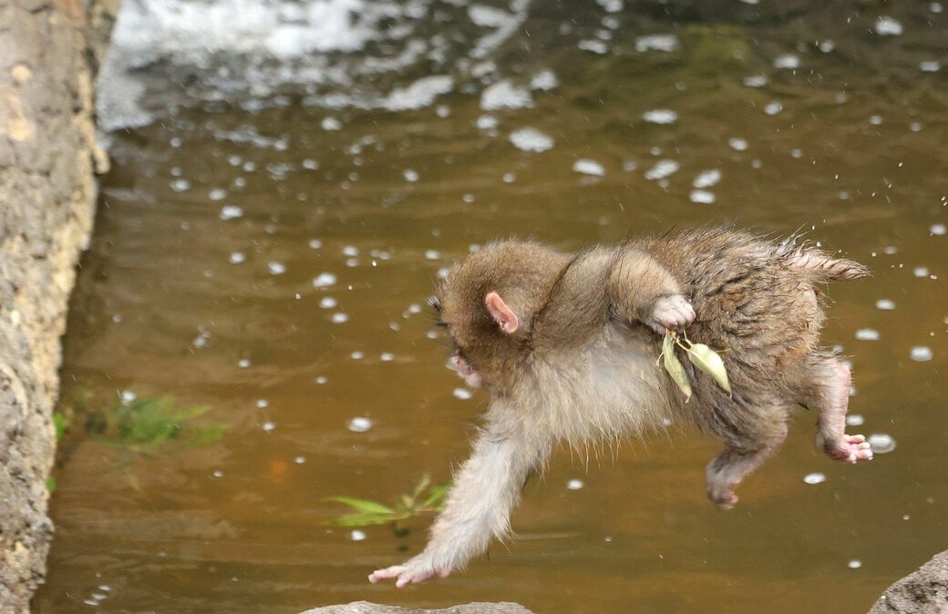 市川市動植物園　パンチくん