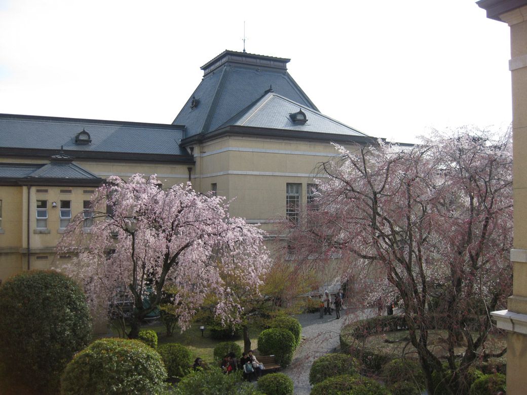京都府庁旧本館の中庭にあるしだれ桜（筆者撮影）