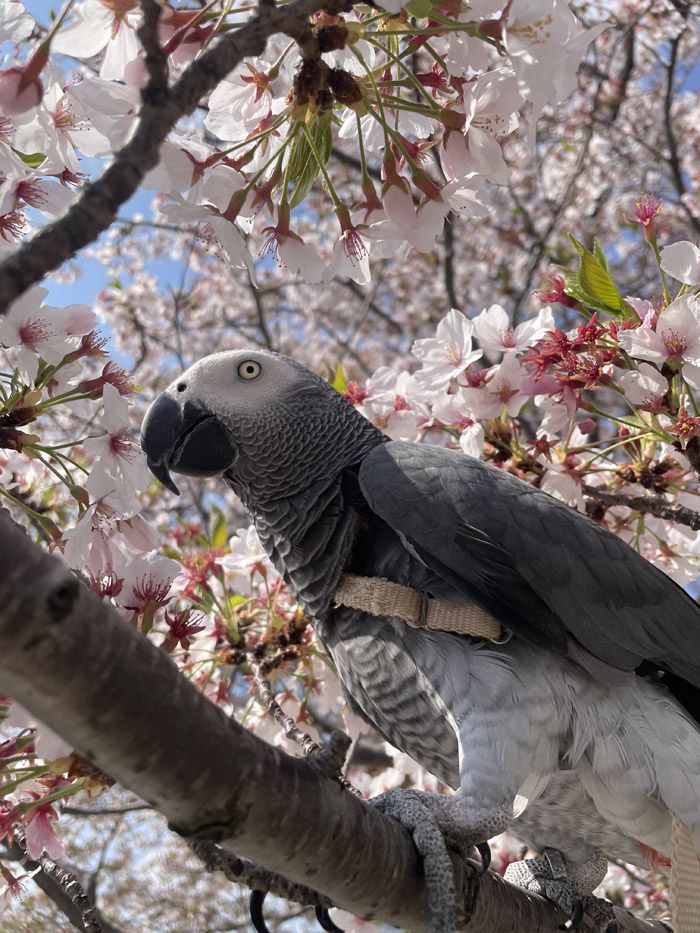 灰色の羽、鋭いクチバシと爪を持つヨウムは、賢く美しい鳥（写真提供：カマタさん）