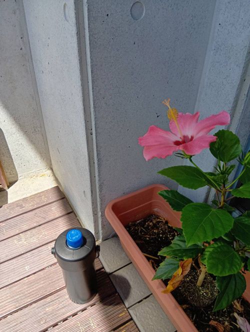 ハイビスカスも驚いたのだろう。大きな花を咲かせていた（著者撮影）