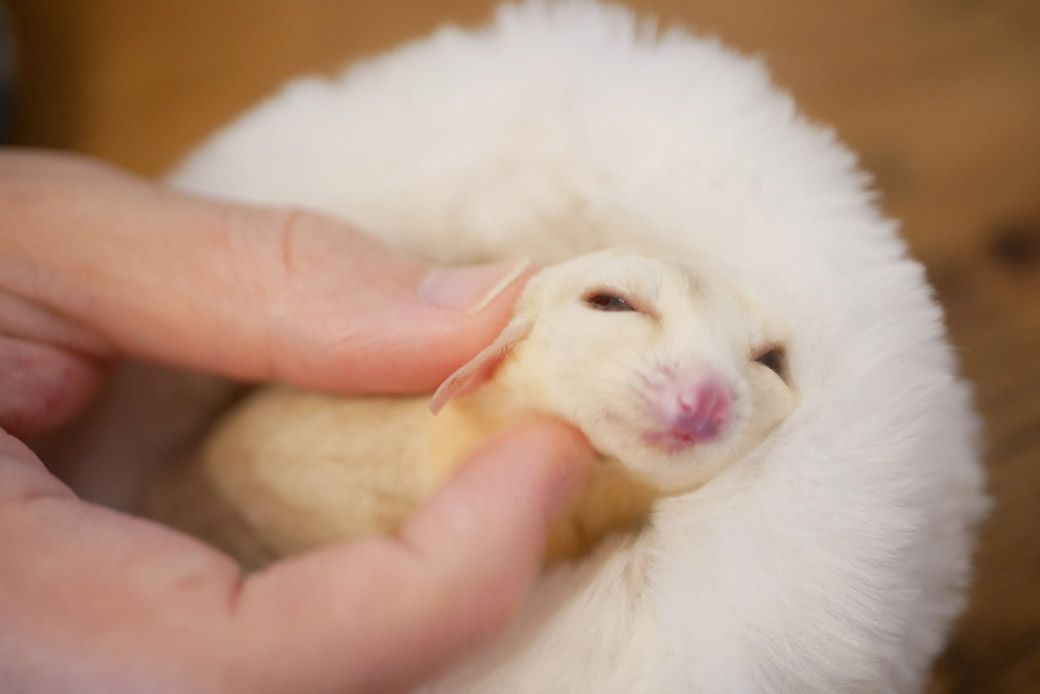 ジゲン君のパートナーとして迎えたクリームアルビノのチャナちゃん。おっとりして穏やかな性格。（写真提供：ひろさん）
