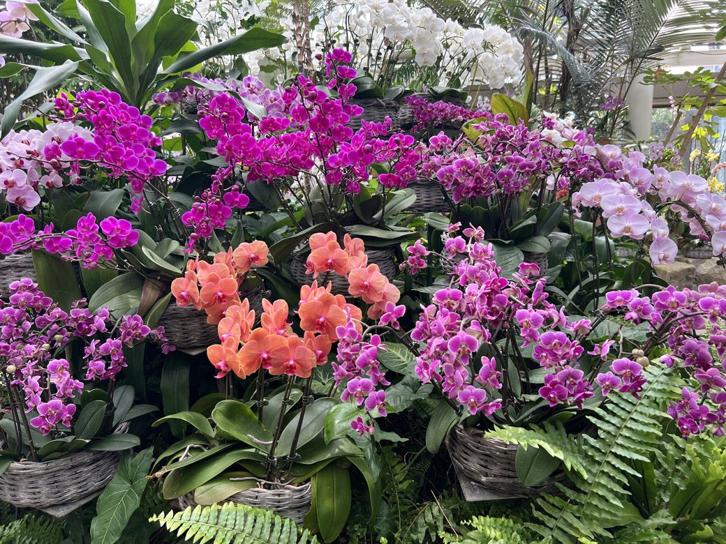 熱帯ドリームセンターは熱帯・亜熱帯の花や果樹を集めた植物園で、常時2,000株以上のランを展示している（編集部撮影）