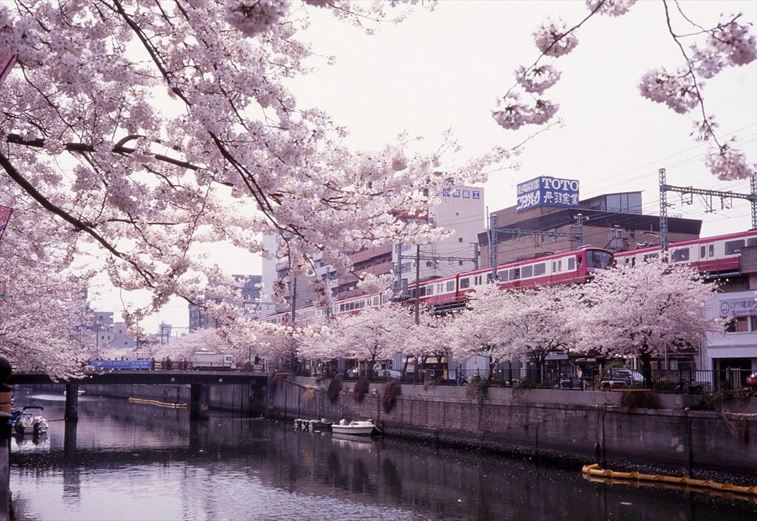 桜の咲き乱れる日ノ出町付近ですれ違う2000形（撮影：南正時）