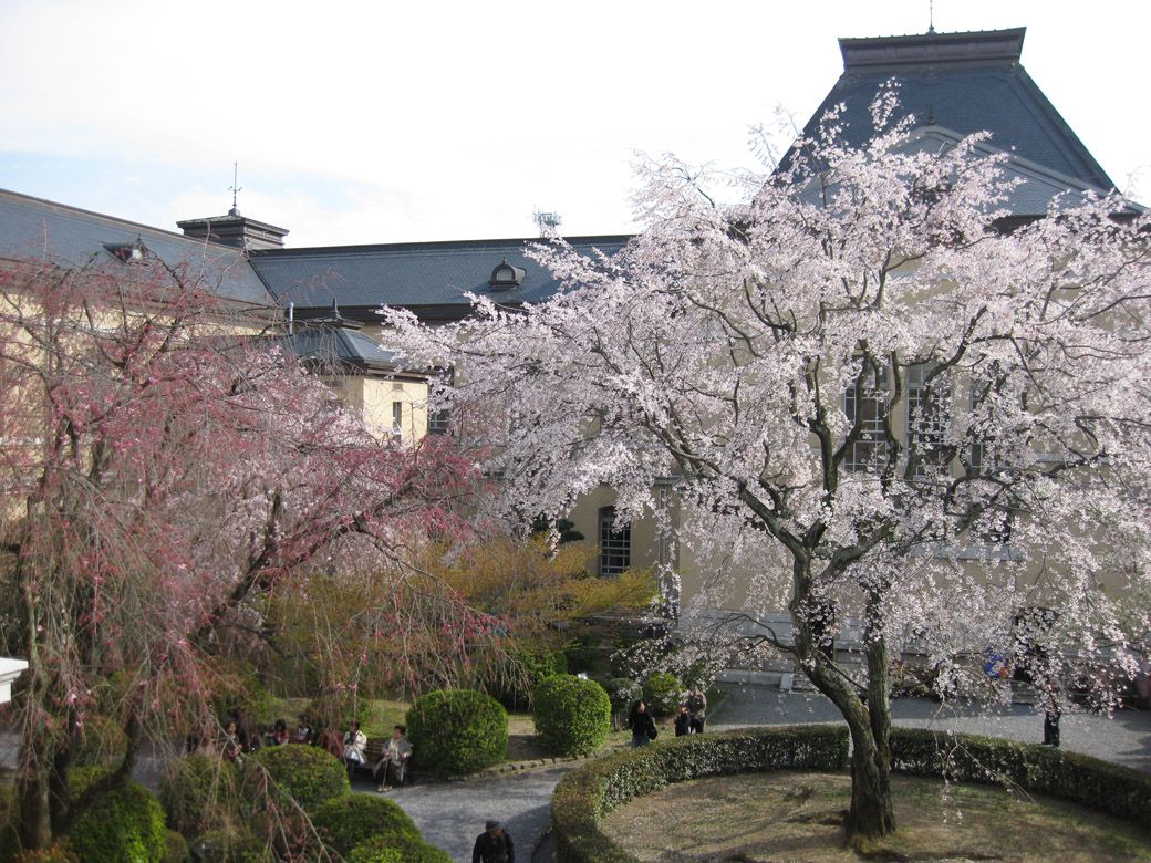 京都府庁旧本館の中庭にあるしだれ桜（筆者撮影）
