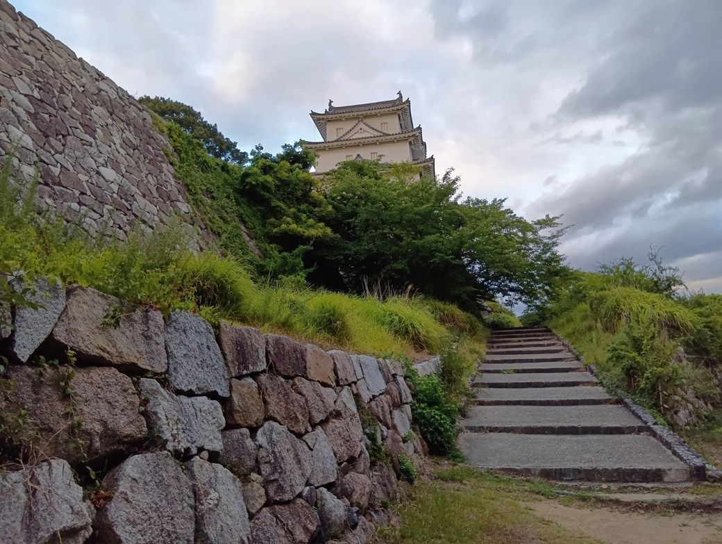 ツクツクボウシが大合唱してた（筆者撮影）