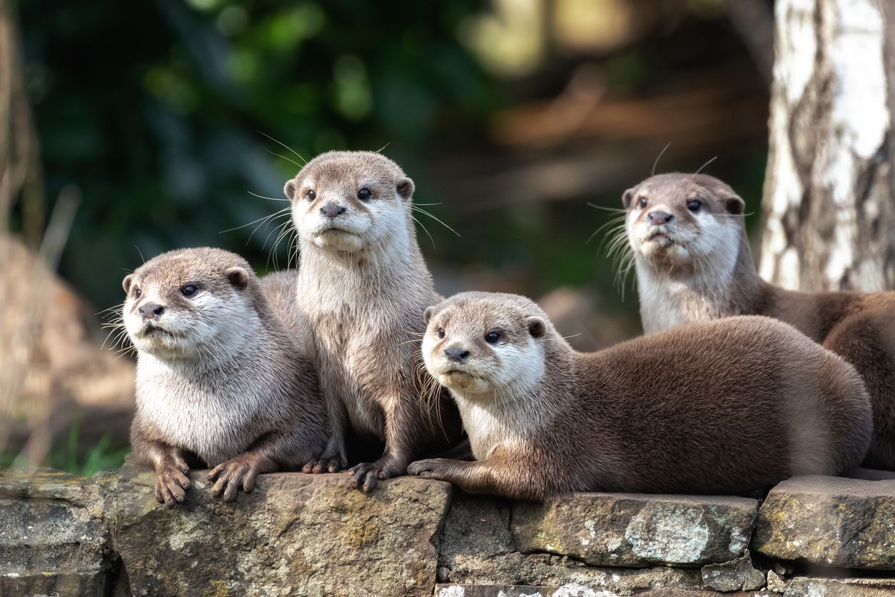 カワウソの子 実はみんなカナヅチという衝撃 雑学 東洋経済オンライン 経済ニュースの新基準