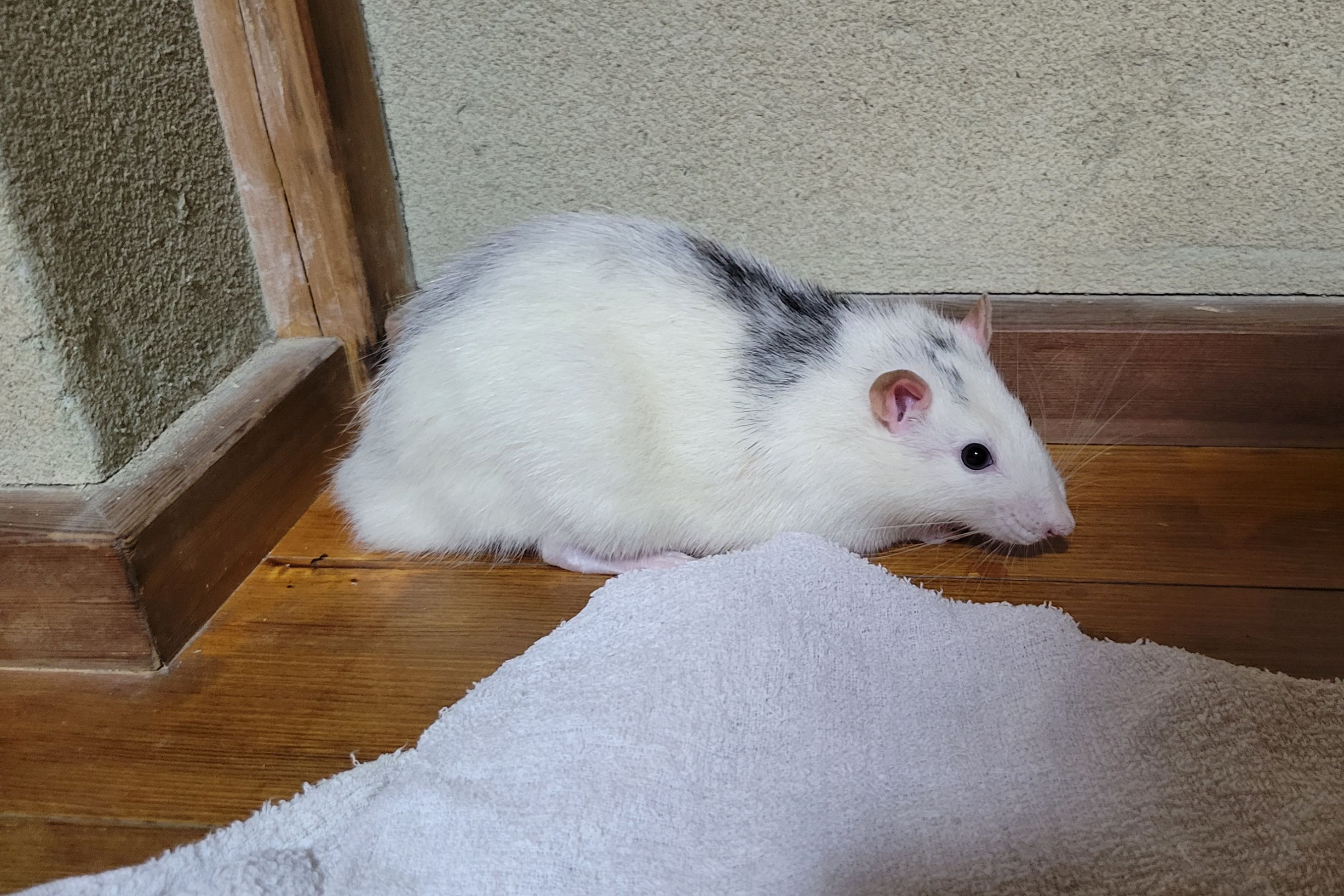 ファンシーラット