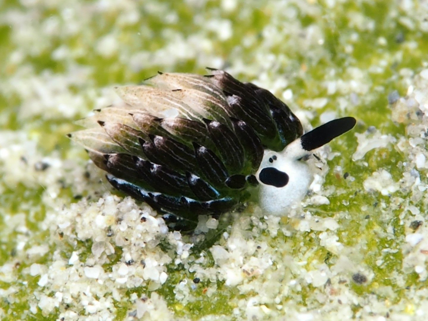 ウサギモウミウシ。体長3mm（写真：今本さん提供）