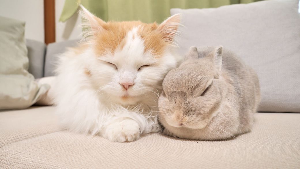 ぴーと君は、ぽぽちゃんの近くでお昼寝するようになった（写真提供：やすさん）