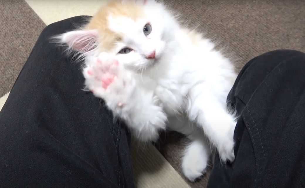 自宅にやってきたばかり、生後2カ月のノルウェージャンフォレストキャット(写真提供:やすさん)