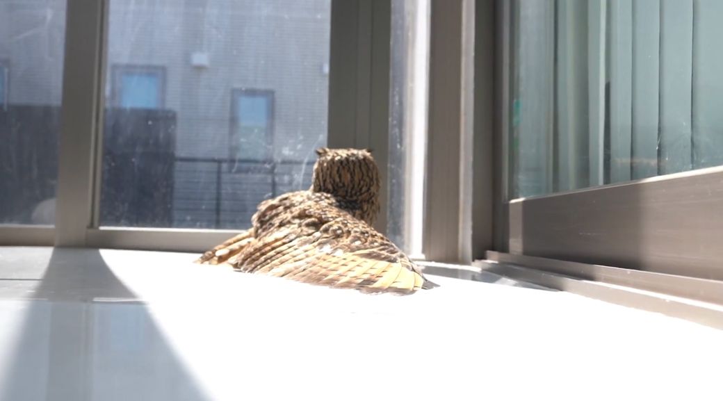 自宅のリビングの隣にサンルームを設置し、ガルー専用部屋に。エアコンで温度管理もされている（写真提供：ゲンさん）