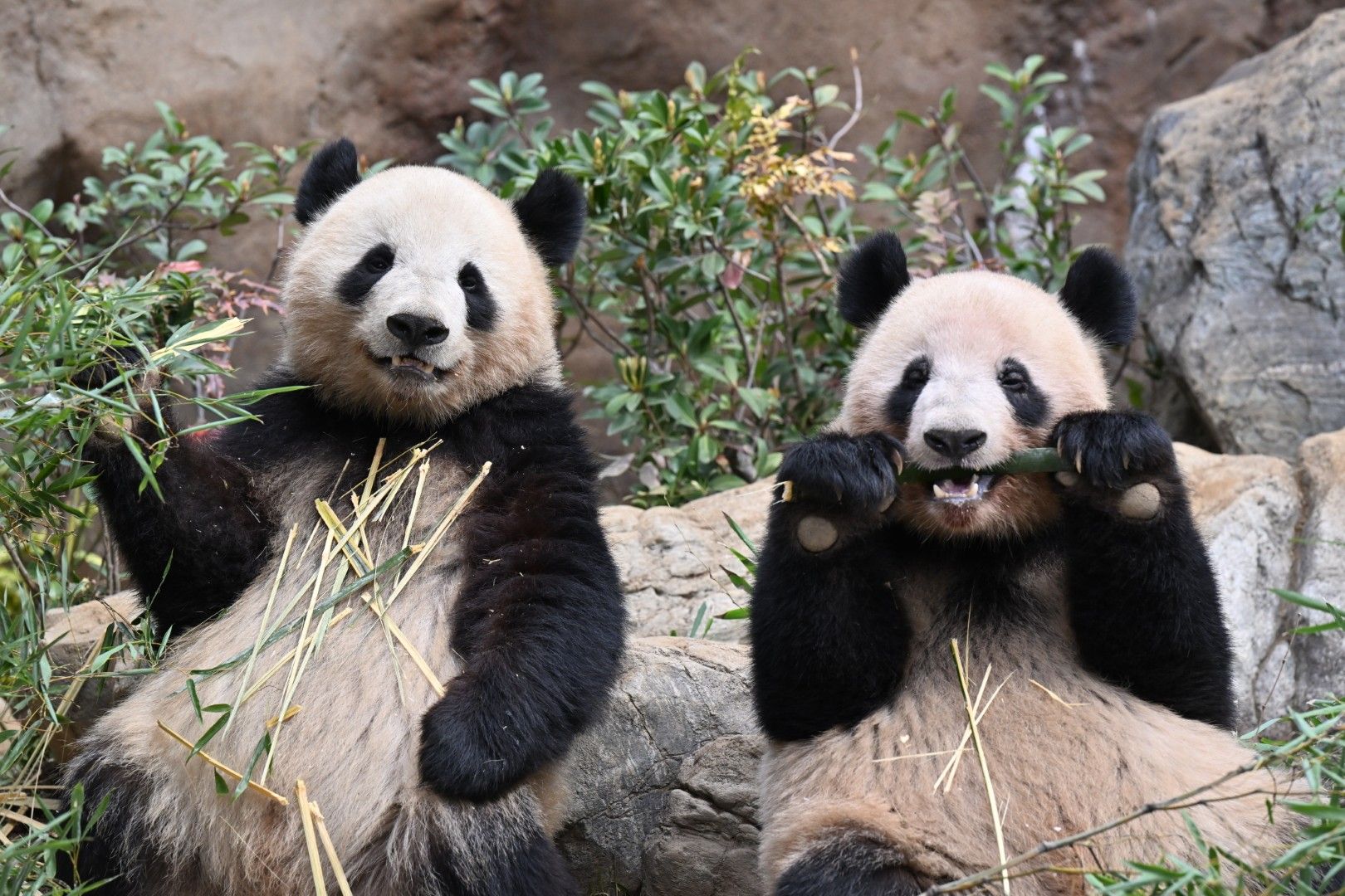 シャオシャオ、レイレイ。2024年3月24日撮影（写真：高氏さん提供）