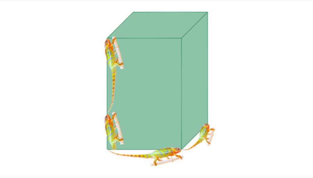 カメレオンのケージの目安は、幅と奥行が生体の全長、高さが全長×2（山村さんのブログより）