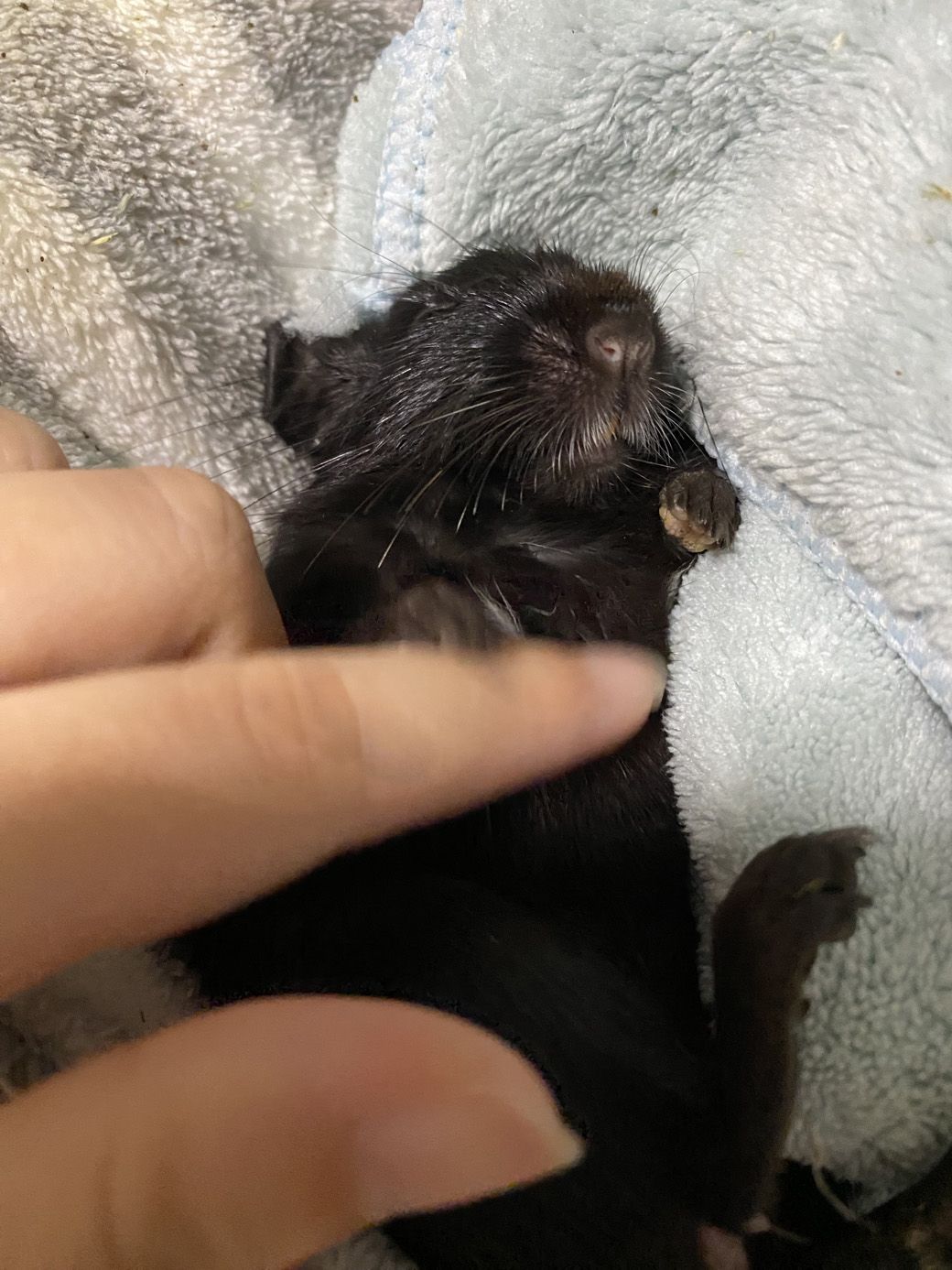 願うのは、痛みも悲しみもなく、楽しく幸せな生涯を過ごしてもらうことだけ（写真：みきさん）