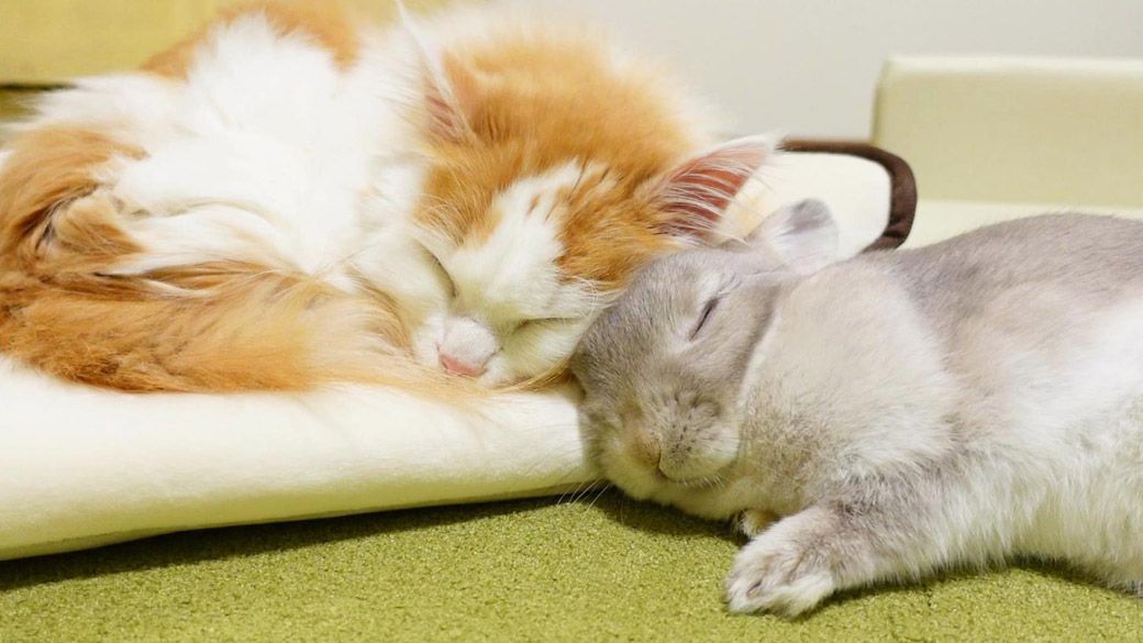 （写真：やすさん提供）