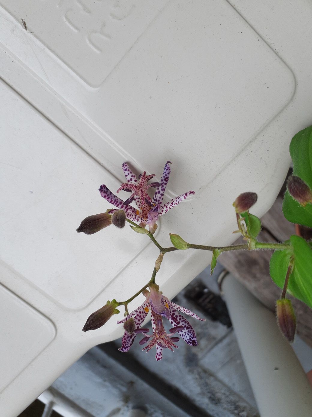 知り合いからもらったホトトギス（写真：中山さん提供）