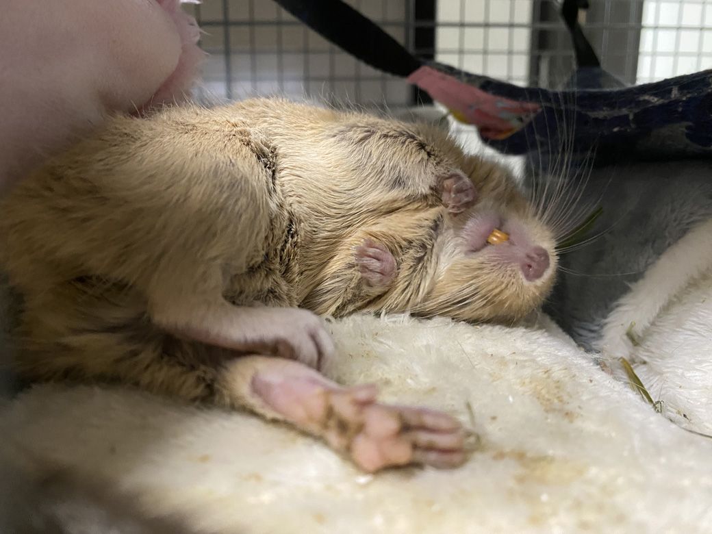 遊び疲れ、警戒心ゼロで眠るさぶるちゃん（写真：みきさん）