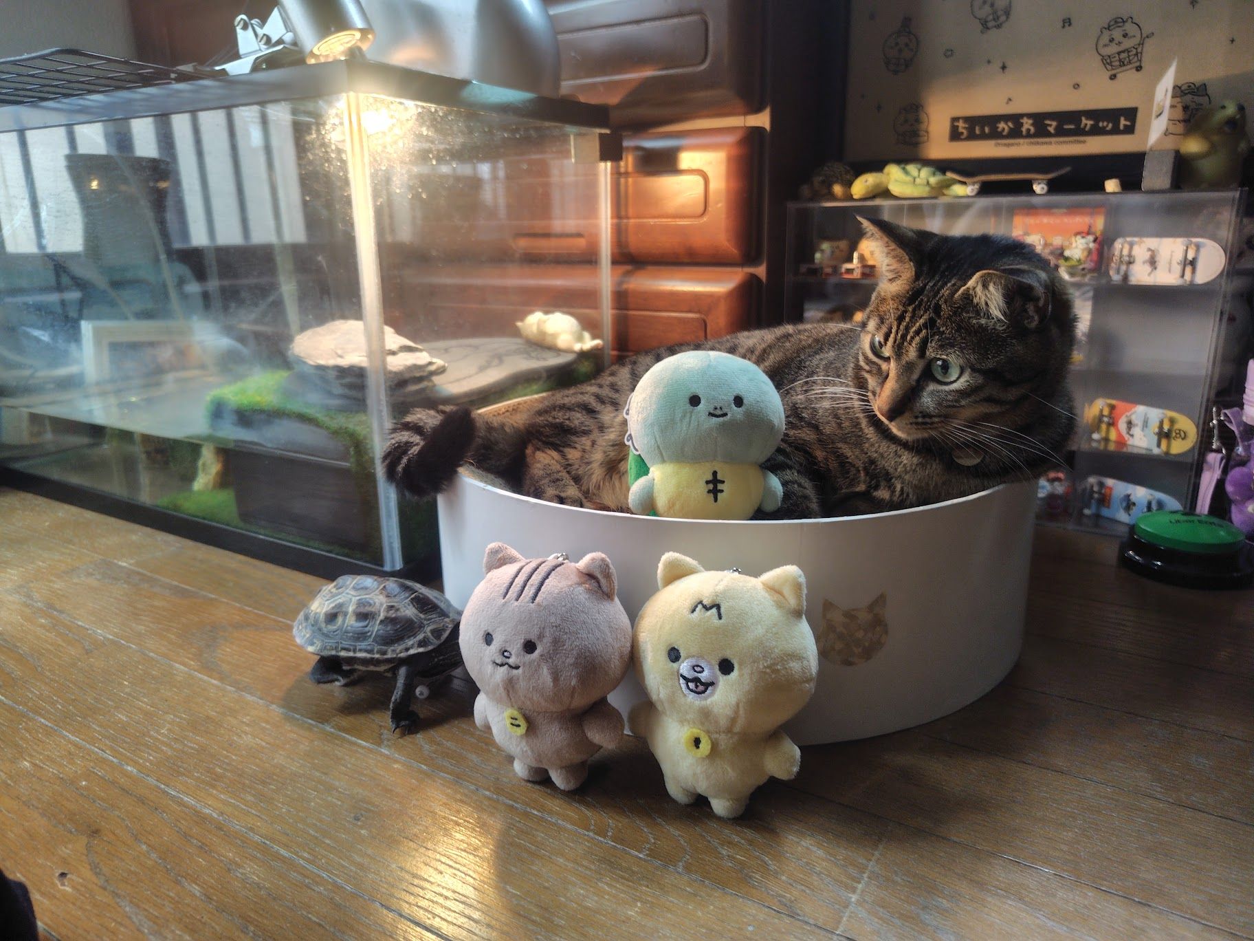 （写真提供：あめちさん）