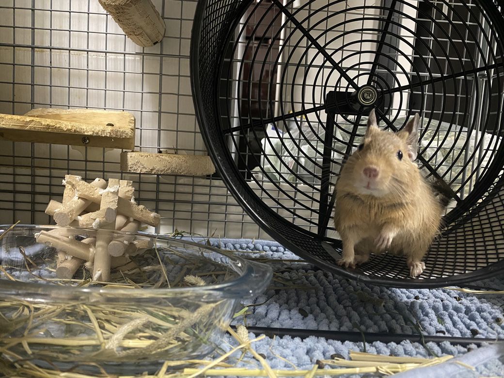 良質なエサと適度な運動が健康の秘訣（写真：みきさん）