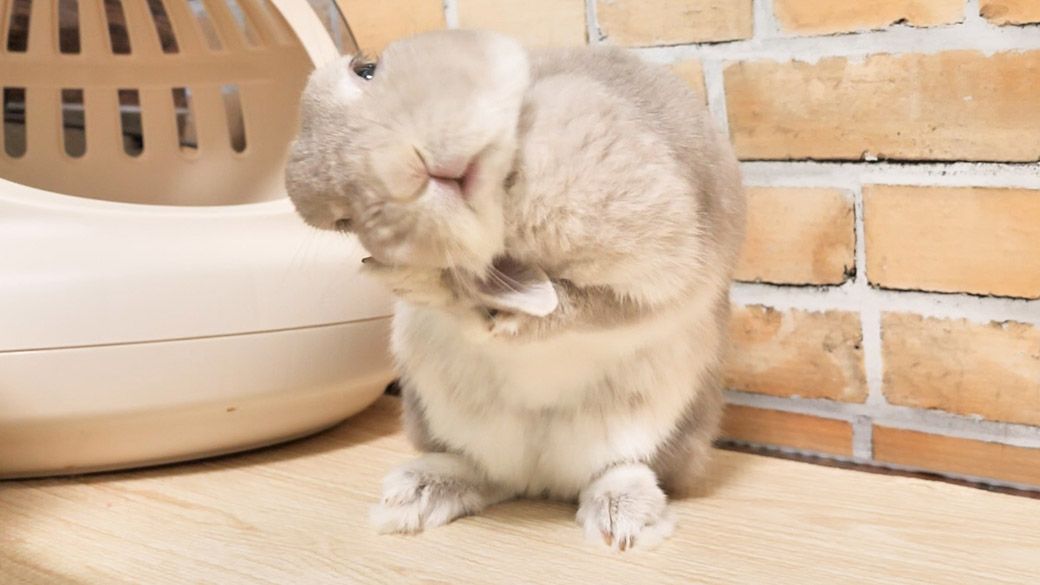 （写真：やすさん提供）