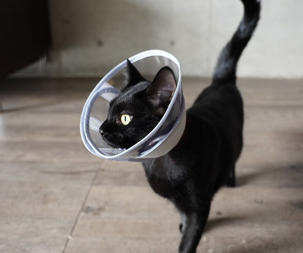 エリザベスカラーの使用感テストに協力する愛猫のあんこちゃん（写真：クロス・クローバー・ジャパン）