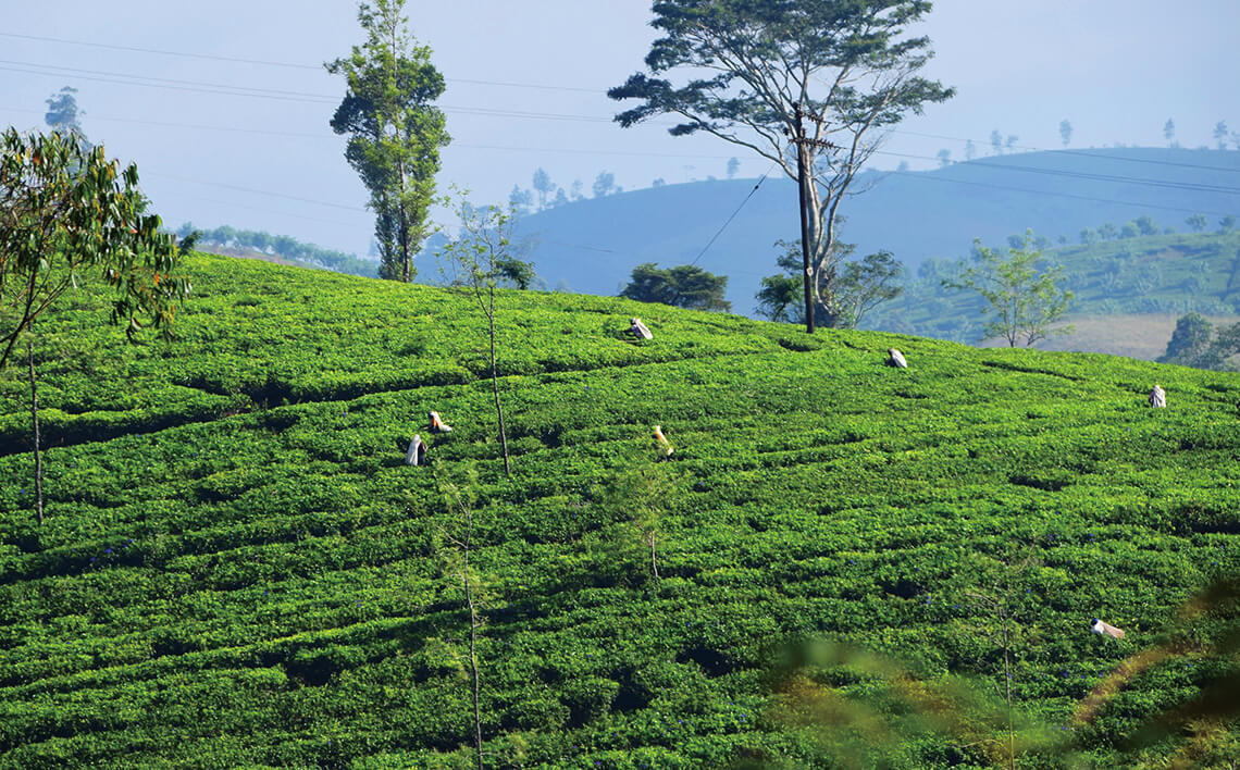 キリンがスリランカで目指す紅茶農園 キリン 東洋経済オンライン 社会をよくする経済ニュース